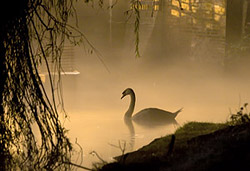 лебедь на реке в тумане