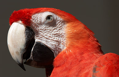 Convertir une photo num rique couleur en noir et blanc