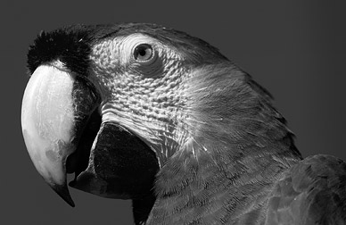 Convert a color image to black and white in Photoshop and share