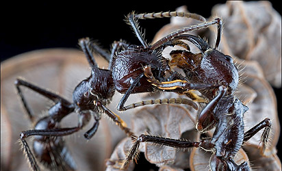 shallow depth of field macro photograph of ants