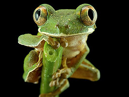 macro photo with a black background - tree frog