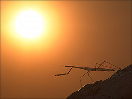 macro photograph with a light background - praying mantis