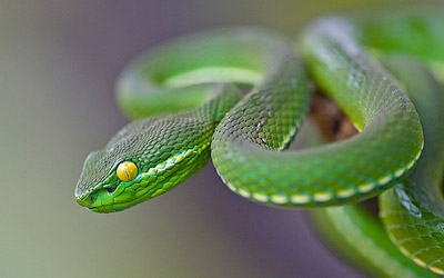 close-up photograph of a snake with a shallow depth of field