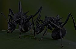 macro photo of ants - underexposed