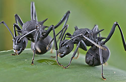 macro photo of ants