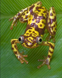 close-up photograph of a frog