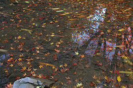 with a polarizer: underwater objects become more visible