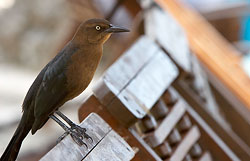 off-center subject - perched bird