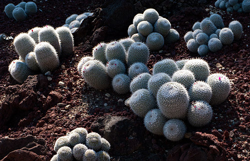 Sharp Cacti