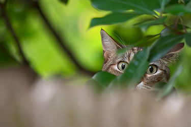 cat amongst leaves