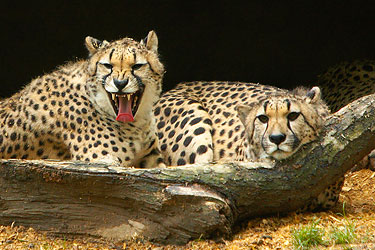 two cheetahs