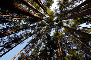 converging overhead trees - vancouver, canada